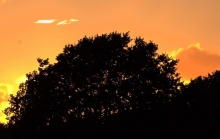 Solnedgang med træ i silhuet - fotograf Allan Gade