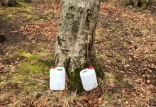 Tapning af birkesaft fra birketræ