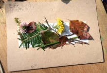 Foto af blade, grene og blomster