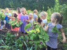 Børn høster rødbeder