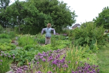 Fugleskræmsel i køkkenhave