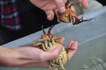 Hænder der holder en krappe