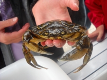 barn der holder en strandkrabbe i hånden