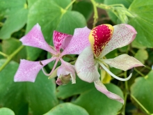 Blomst i Væksthusene