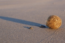 "Gedebolle": En kugle af sammenfiltrede plantedele fra stranden