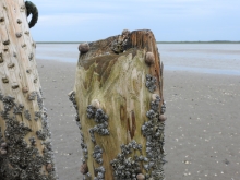 Rurer og strandsnegle på faskinpæl