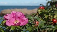 Hybenrose