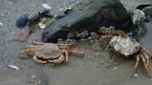 Strandkrabber
