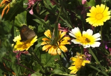 Foto af blomster med krible krable dyr