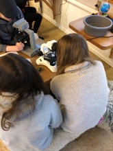 Foto af børn der kigger i mikroskop