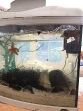 I Skoletjenesten på Egholm Søstjerne er kommet i akvarium for at blive studeret nærmere inden den sættes tilbage i Limfjorden foto Jens Bak Rasmussen