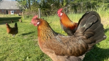 Billede af MIdtgårds høns