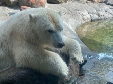 Isbjørn i Zoo foto Jens Bak Rasmussen