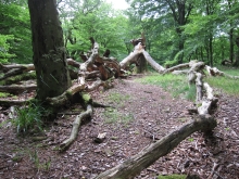 Smuk død væltet eg