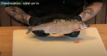 Foto fra dissektionsvideo