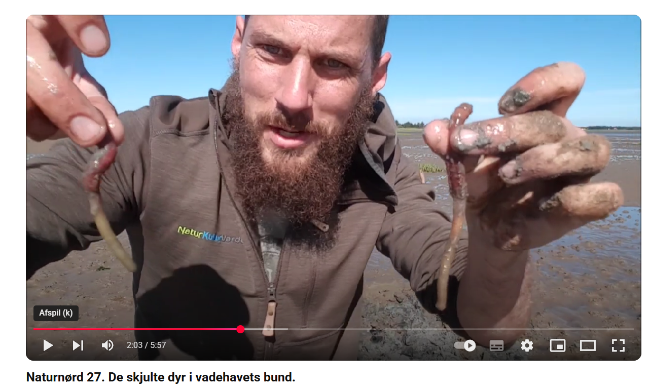 Naturnørd video 27: De skjulte dyr i vadehavets bund