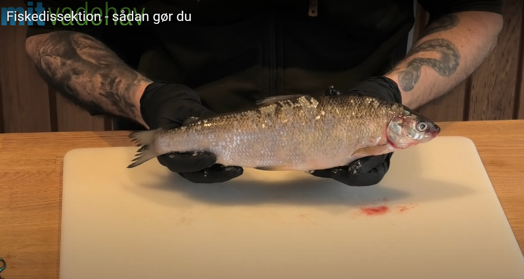 Foto fra dissektionsvideo